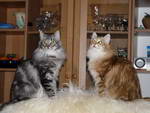 Katze Arwen und Padme 6 Monate alt.